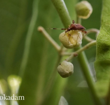 A hemipteran - an aphid-like bug with sucking mouthparts - feeds on a silver linden flower bud.