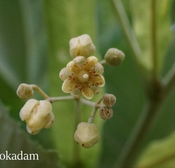 A closeup of silver linden flowers.