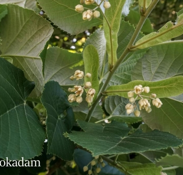 Silver linden leaves contrast against white flowers.