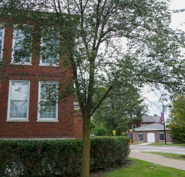 An American elm outside of Rockwell Hall.