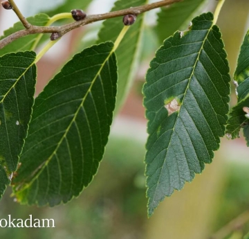 American Elm Leaves
