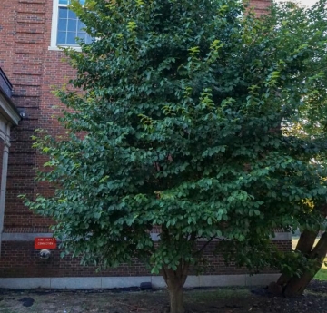 A wych elm outside of Ketchum Hall.