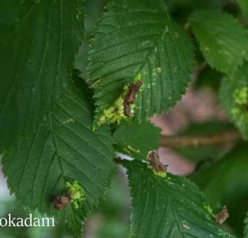 A wych elm leaf covered in large, wrinkled galls caused by an aphid.