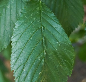 A wych elm leaf.