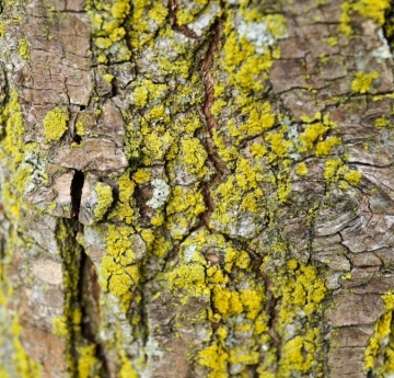 Smoothleaf elm bark covered in lichens.