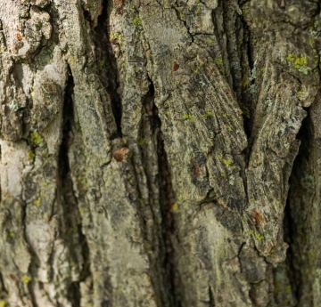 The bark of a smoothleaf elm.