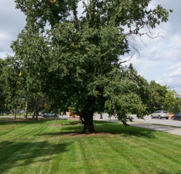 A smoothleaf elm outside of Rockwell Hall.