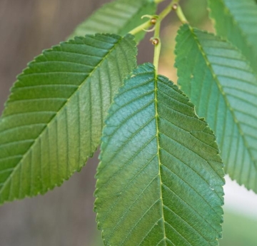 The leaves of a Siberian elm.