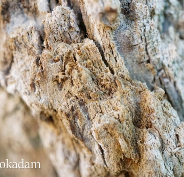 The bark of a Siberian elm.