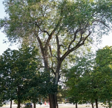 A large Siberian elm outside of Rockwell Hall.