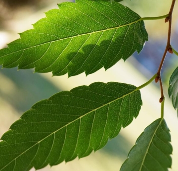 Japanese Zelkova Leaves