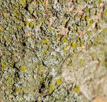 Lichens cover the bark of a Japanese zelkova.