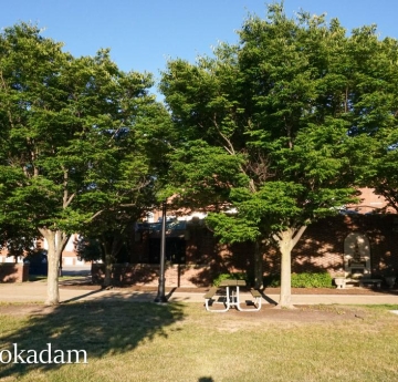A stand of Japanese zelkovas outside of Rockwell Hall.